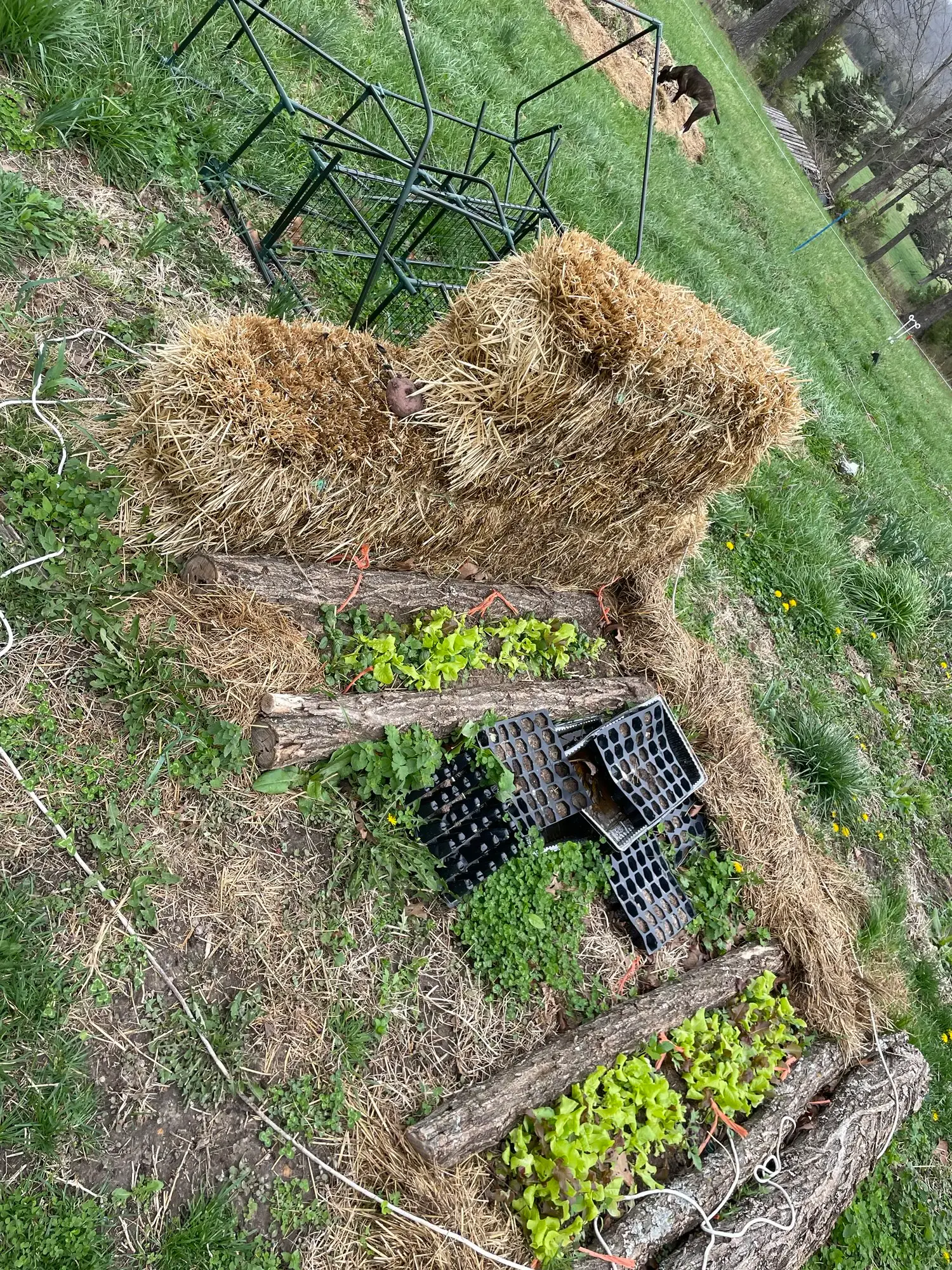 Logs outline two lettuce rows, with four seed starter trays full of soil in between. To the left are a couple stacked straw bales and a pile of greenhouse piping.
