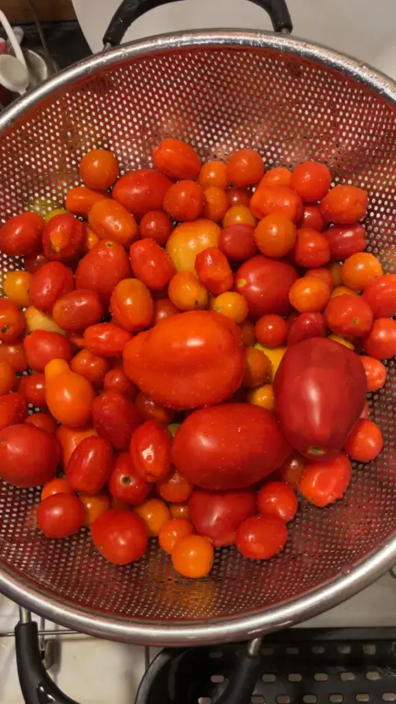 Three Roma tomatoes sit on top of a stainless steel strainer full of cherry tomatoes.