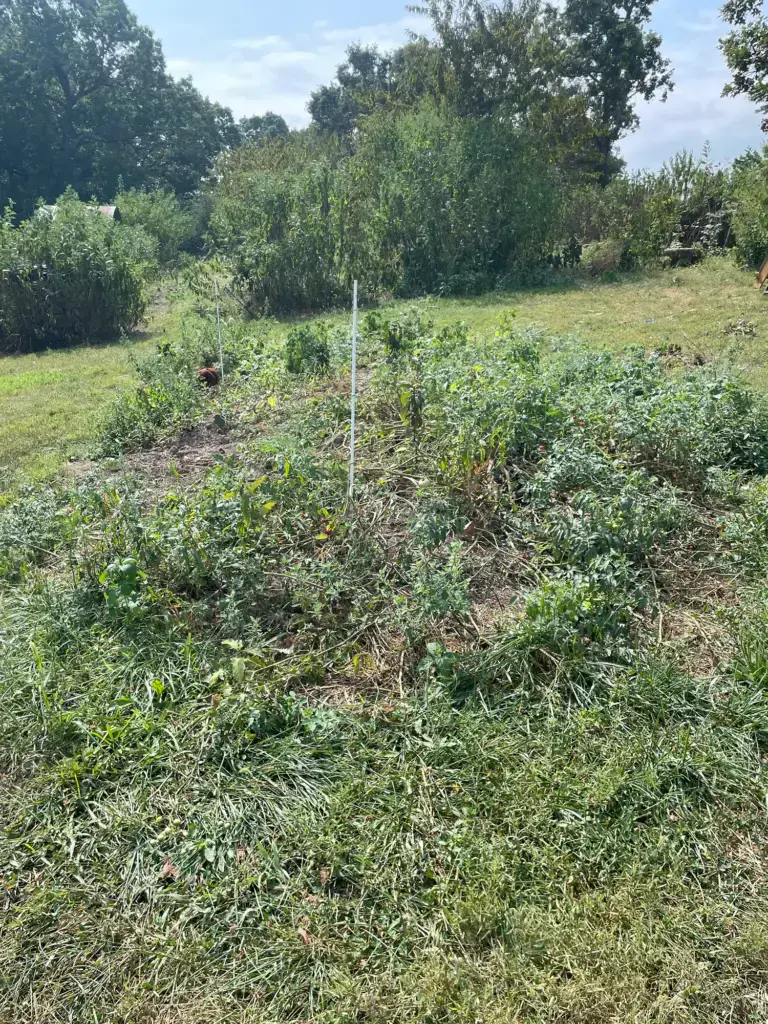 An overgrown garden of tomatoes, with weeds tangled throughout the plants.