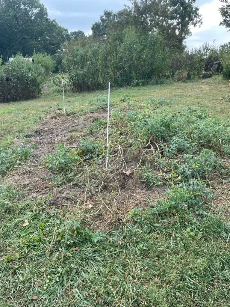 Sprawling tomato plants, growing in tangled clumps, with freshly weeded bare ground in between.