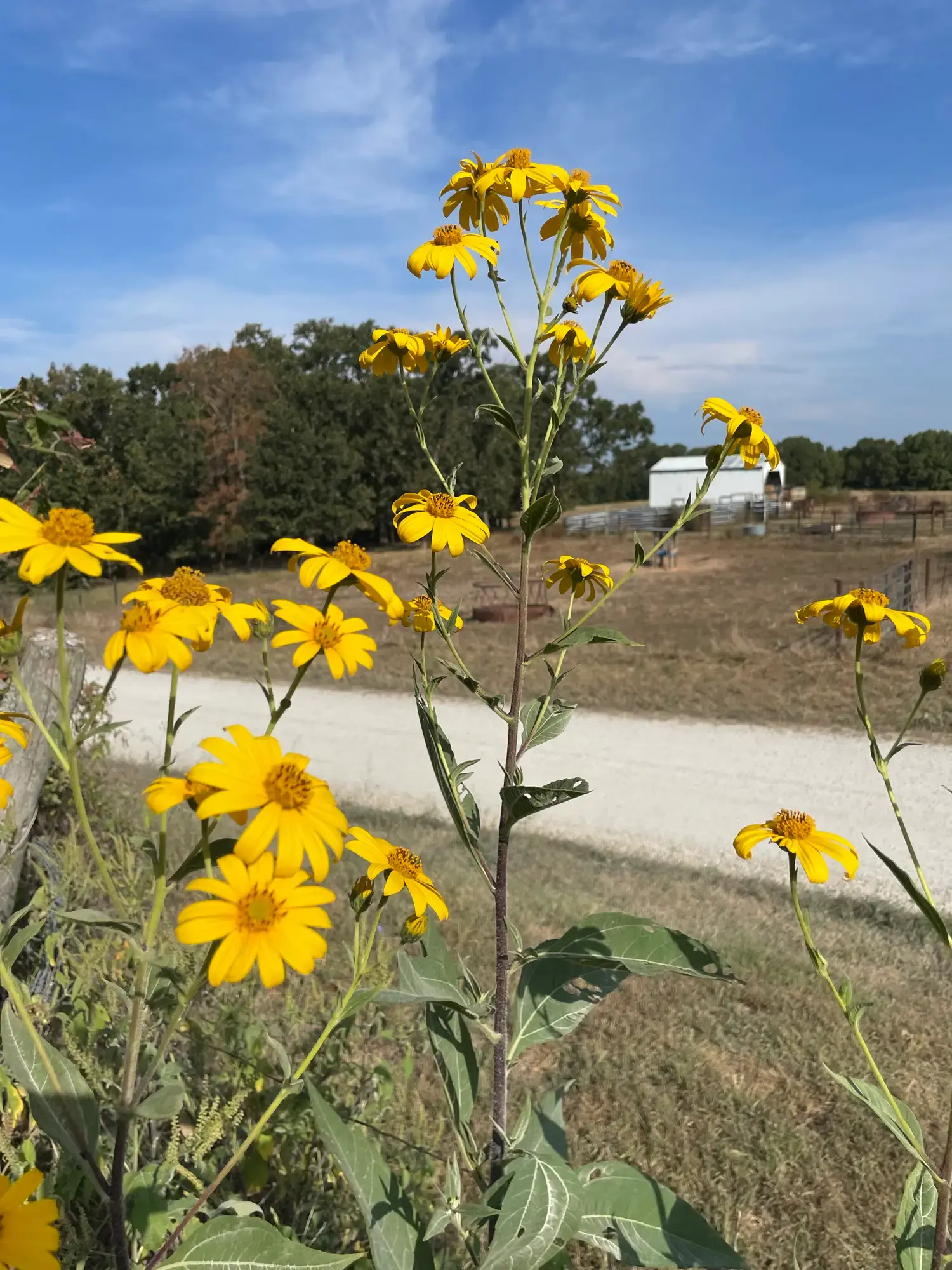 Closeup of a cluster of golden Jerusalem Artichoke blooms with a dirt road in the background.