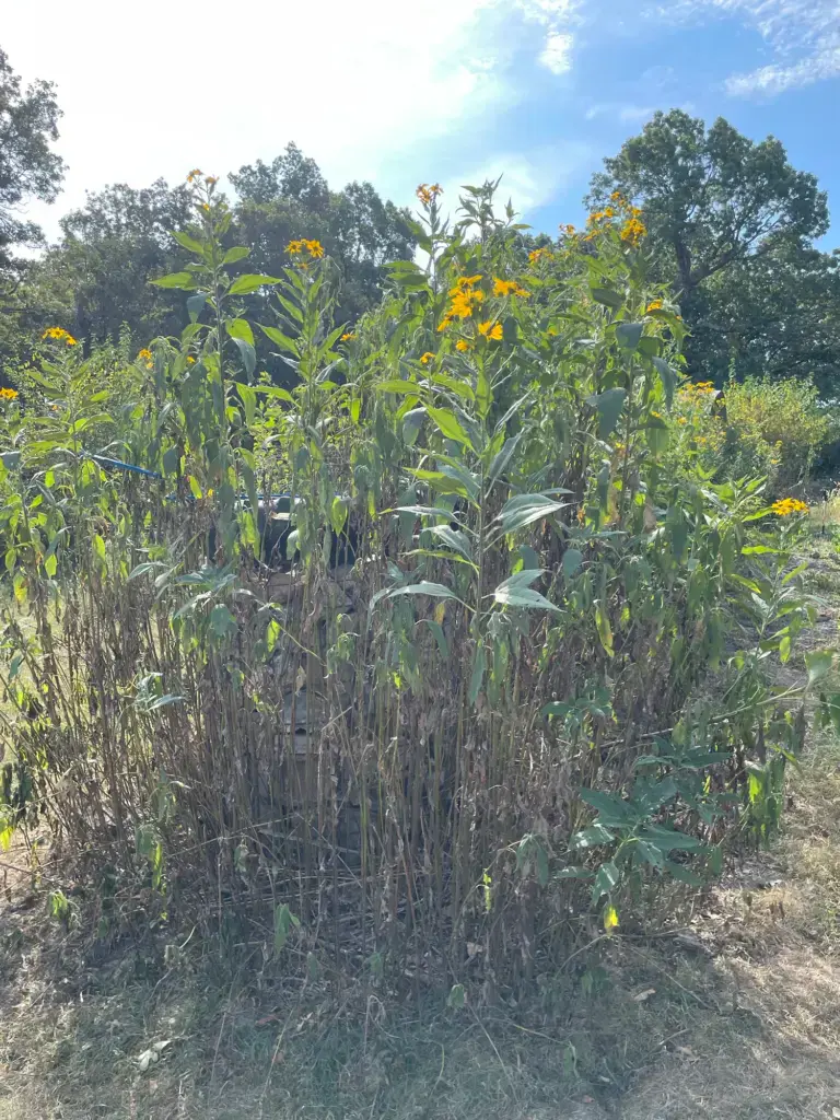 Jerusalem artichokes grow tall in a garden. In the background, a rock post with a tire on top is almost completely hidden by the plants.
