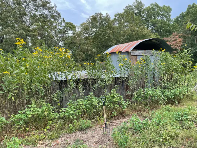 Jerusalem Artichokes behind a corrugated metal barn along a garden’s back fence.