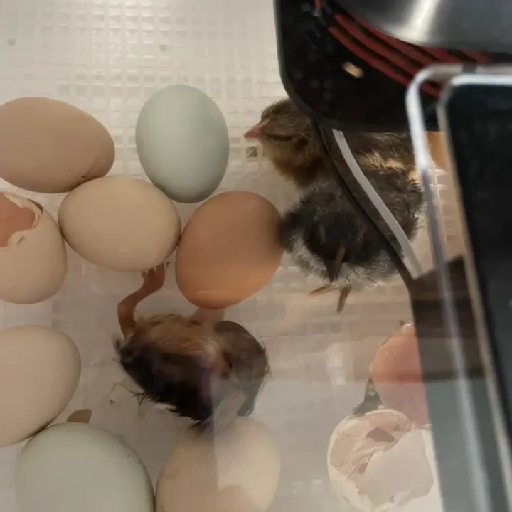 Chick hatched with yolk sac attached, sits with unhatched eggs in an incubator window, during the process of hatching and raising chicks.