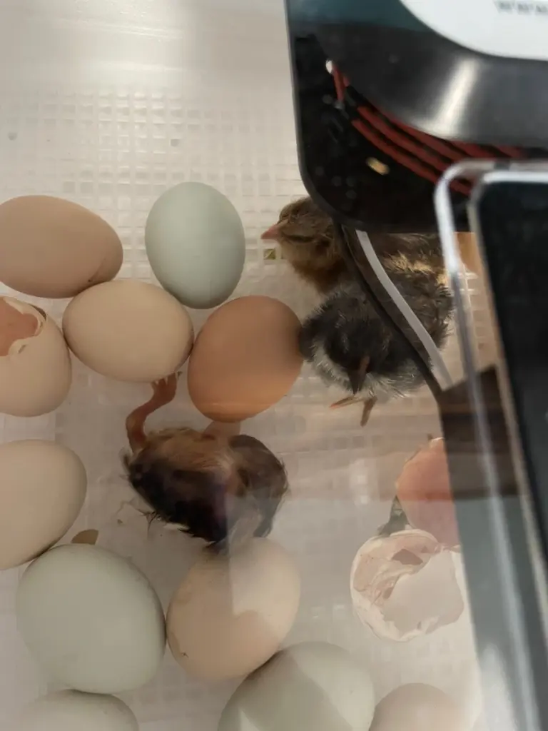 Newly hatched chicks and unhatched eggs in an incubator window during the process of hatching and raising chicks.