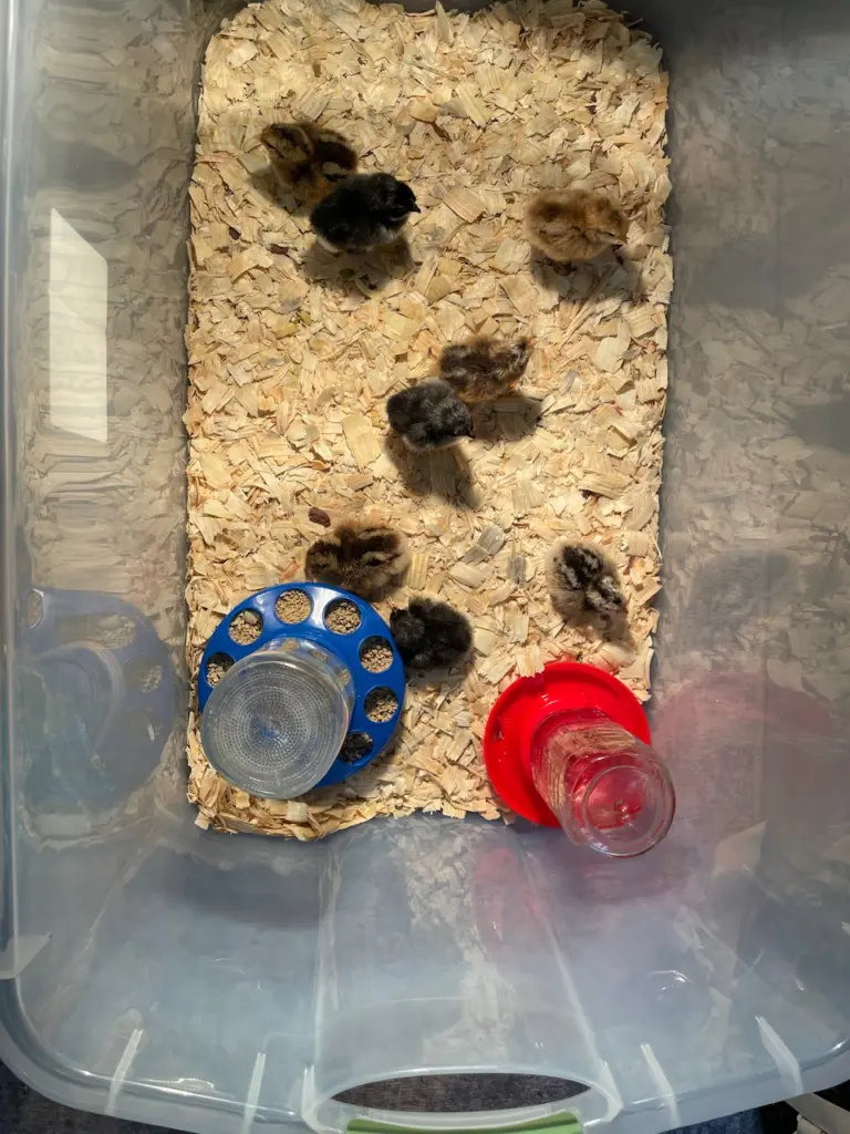 A DIY chick brooder (tote) for the process of hatching and raising chicks, lined with shavings, holding eight assorted chicks, a chick feeder, and a gravity waterer.