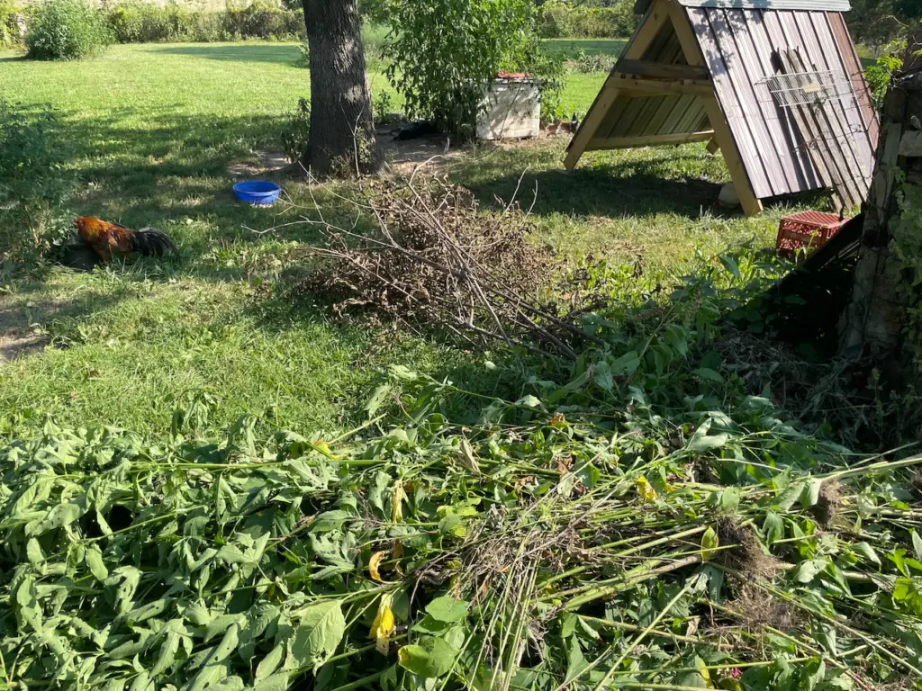 Rooster Reuben naps in the dappled shade of a tree with fresh piles of weeds cleared from the yard in the foreground and a DIY roost in the background