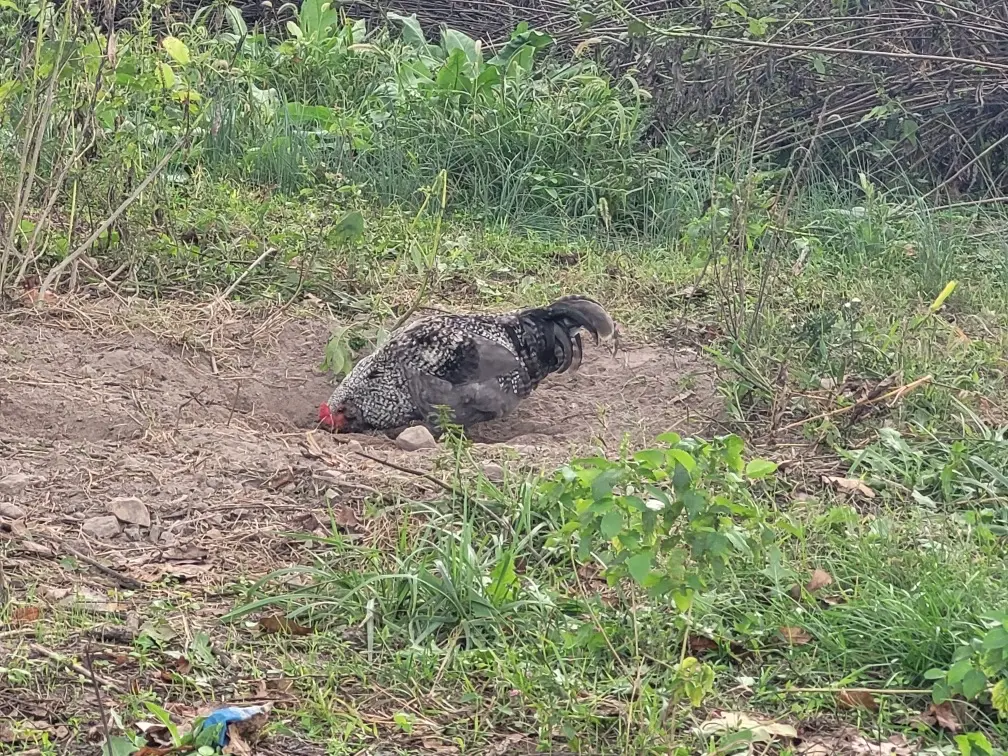 Black and white Barred Rock rooster scratching in a patch of loose dirt.