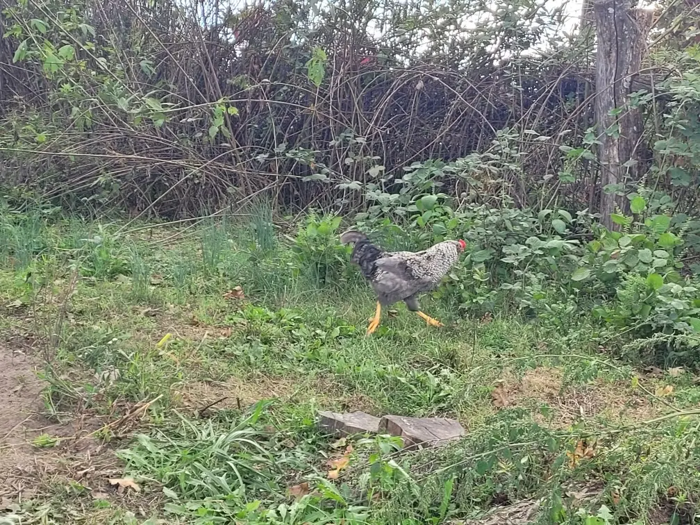Barred Rock Rooster walking with an overgrown garden fence visible in the background.
