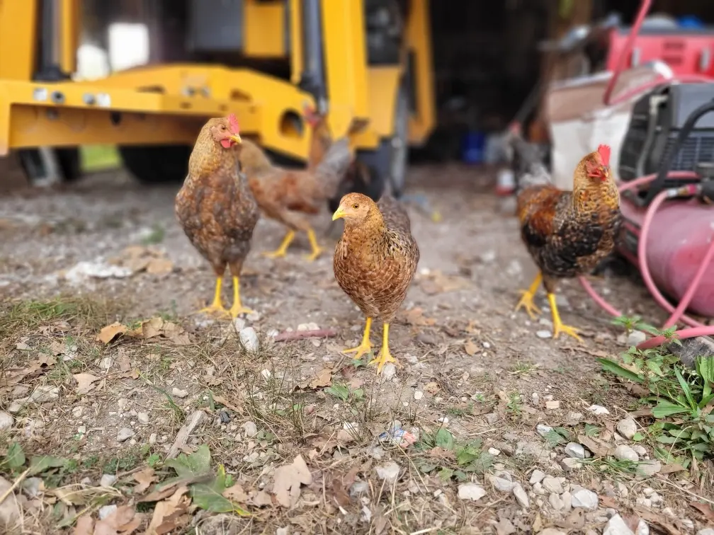 Four chickens stand in front of shop equipment.