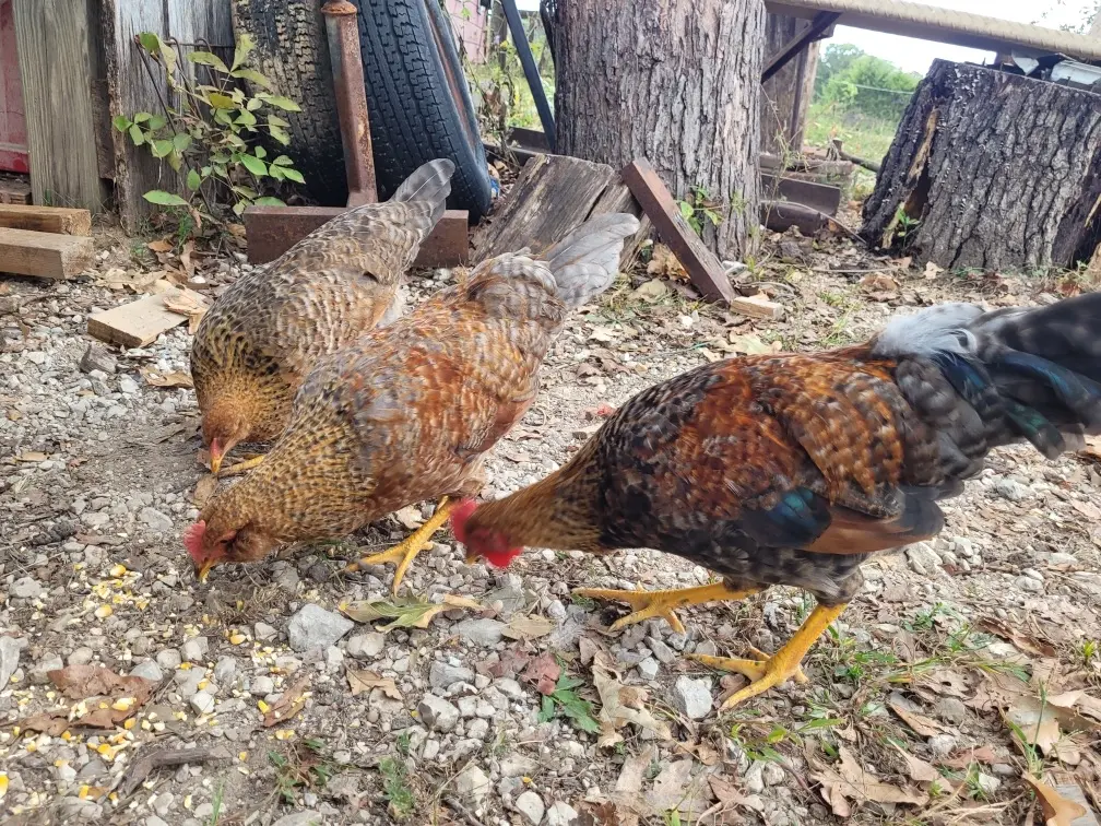 3 chickens peck the ground in front of stumps and scraps of wood