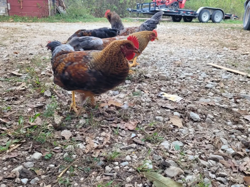 Four young chickens in a driveway near a well-house, showing the results of hatching and raising chicks on the farm.