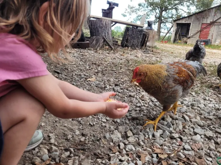 Healthy adult chicken eating corn after recovering from a yolk sac injury as a chick.