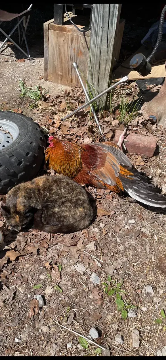 Reuben, a rooster with brown and gold-laced feathers and a black tail, rests next to a sleeping cat.